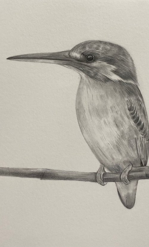 Pencil drawing kingfisher by Bethany Taylor