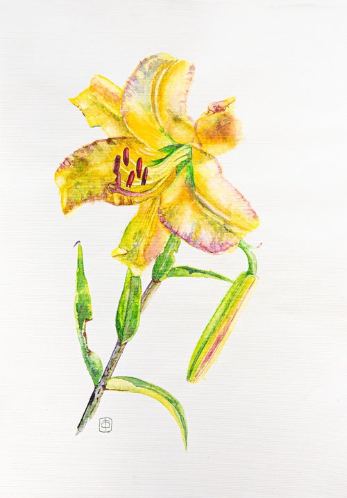 Yellow Lily by Hanna Furs