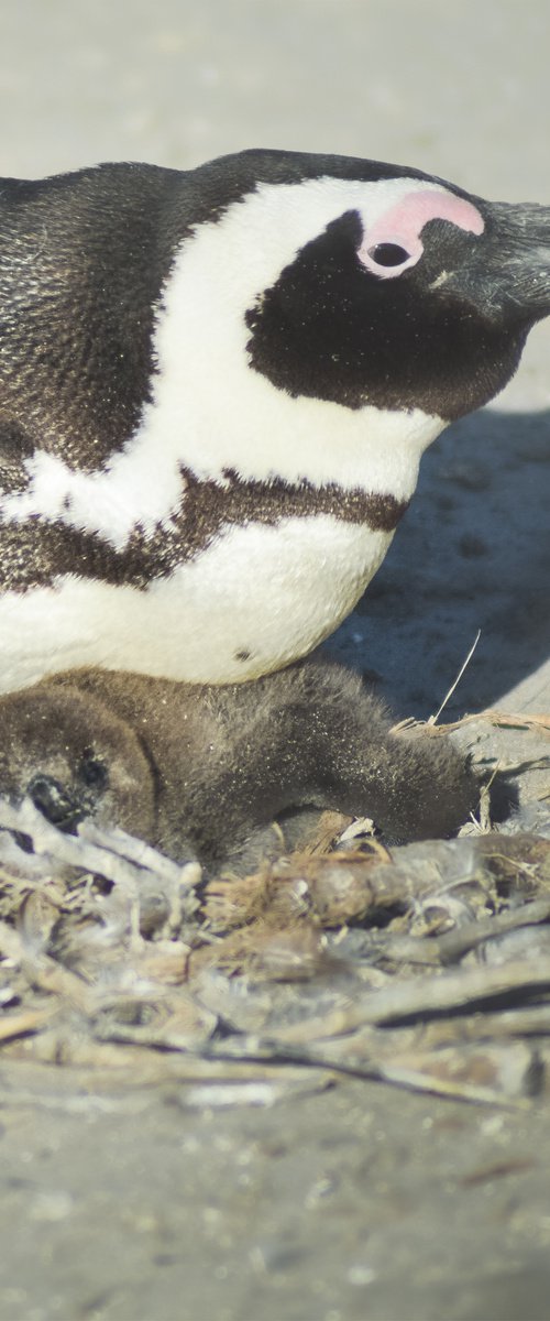 SMALL PINGUIN by Fabio Accorrà