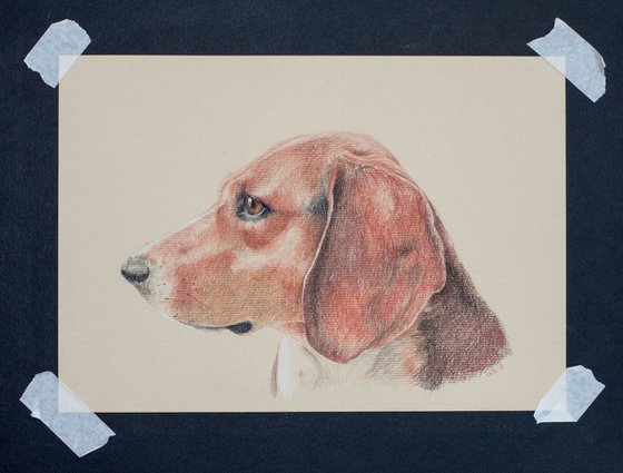 Red Pointer/Hound Dog on Sand-Coloured Paper