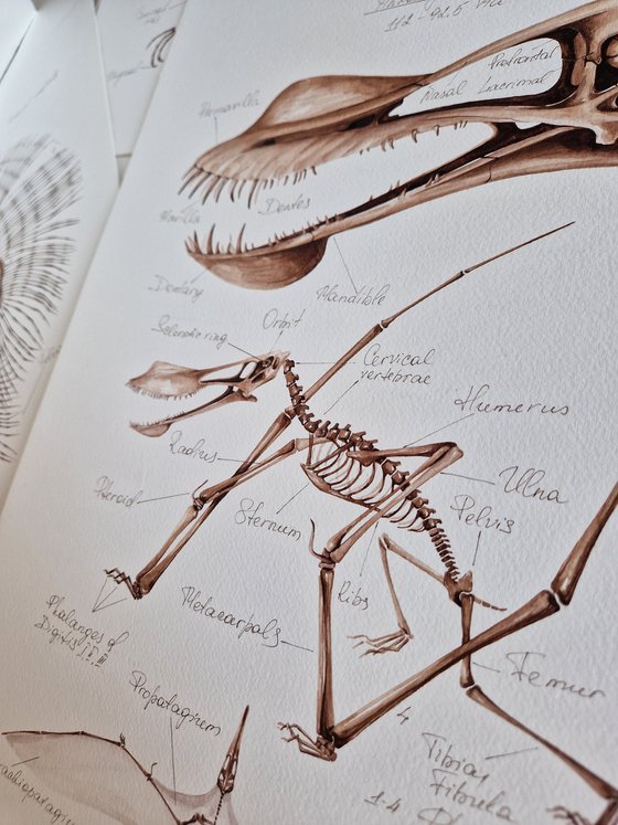 Anhanguera (pterosaur)