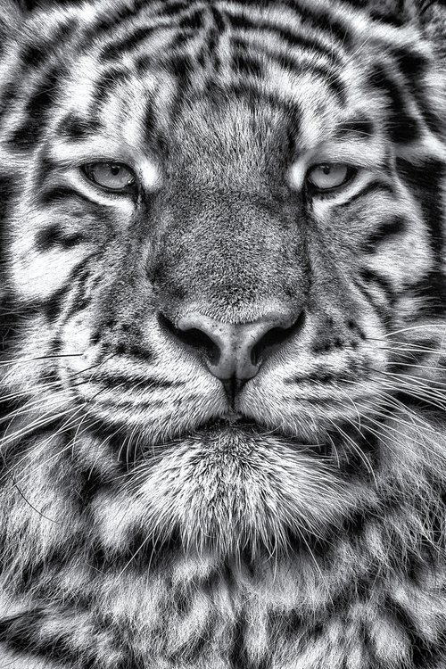 Tiger close up by Paul Nash