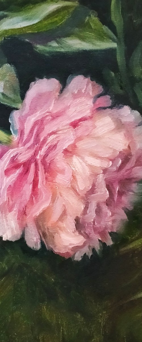 Pink Peony Flower by Olena Kucher