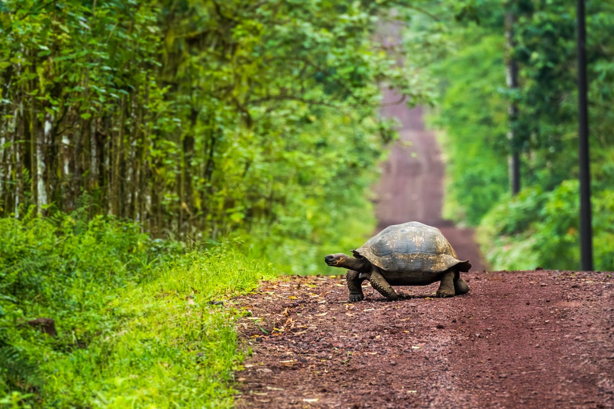 Photorealistic Animal Photograph By Nick Dale, 33 X 26", Tortoise Crossing, Original Artwork