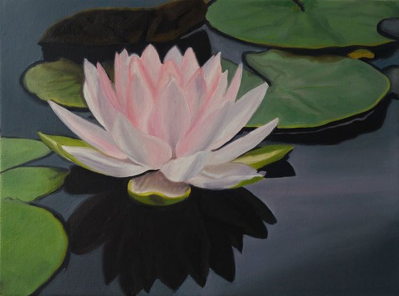 Water lily