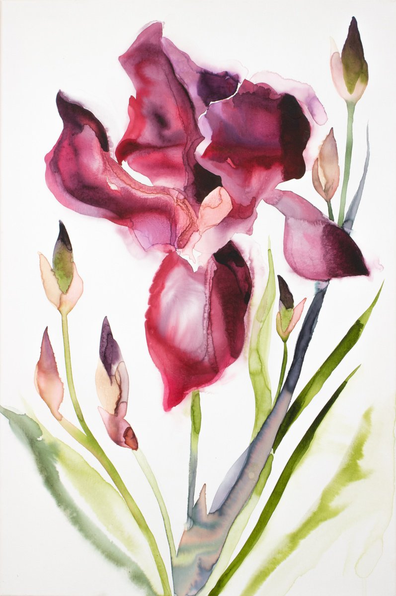 Expressive Botanical Watercolour By Elizabeth Becker, 24 X 36, Iris No. 208, Original Artwork