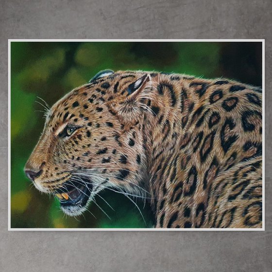 Asian Leopard Portrait