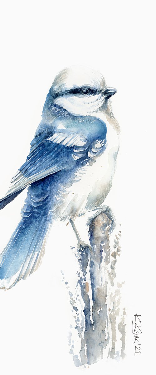 Azure tit, european ice bird by Karolina Kijak