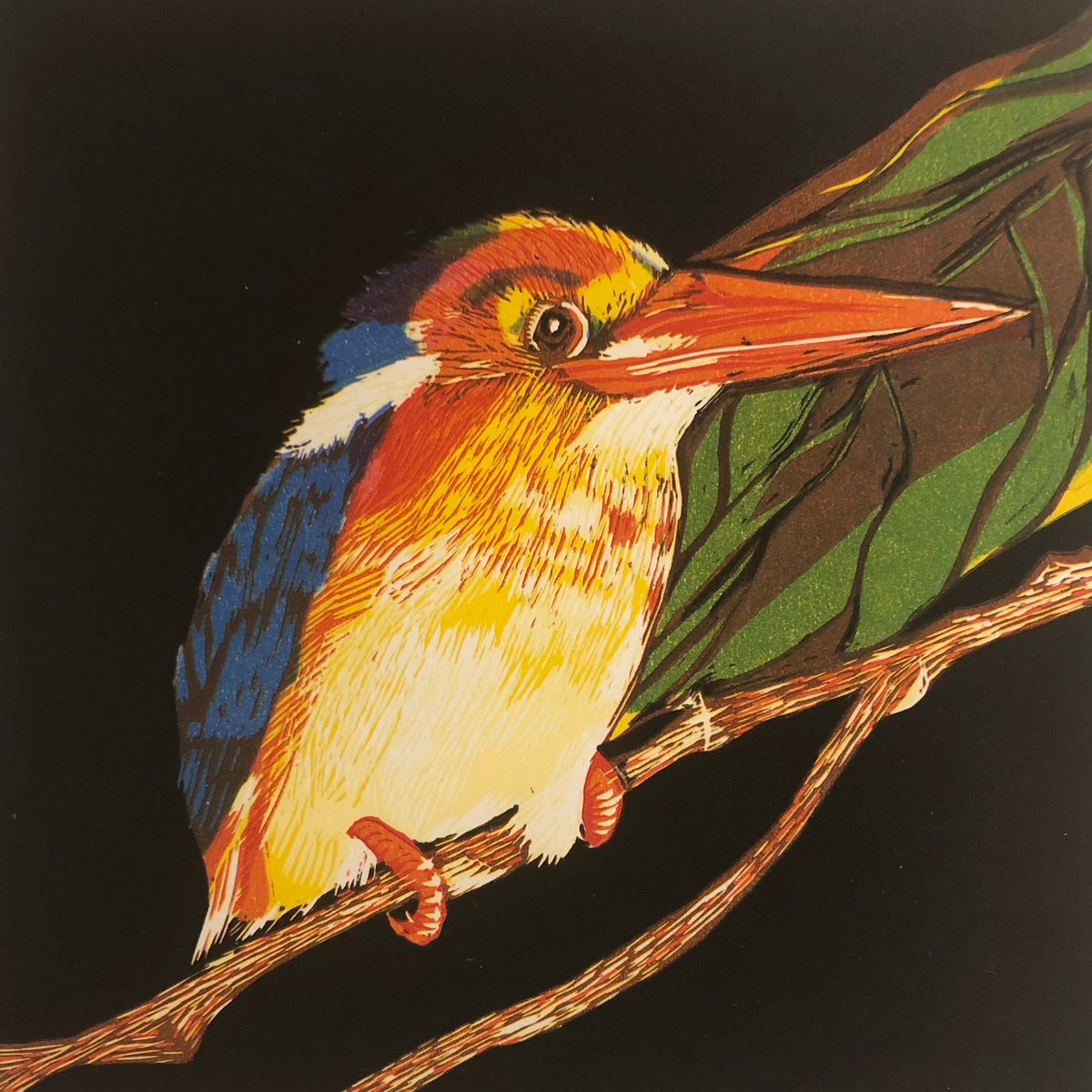 Black-backed Kingfisher, Borneo by Marian Carter