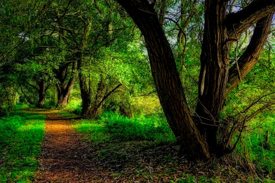 Autumn Path