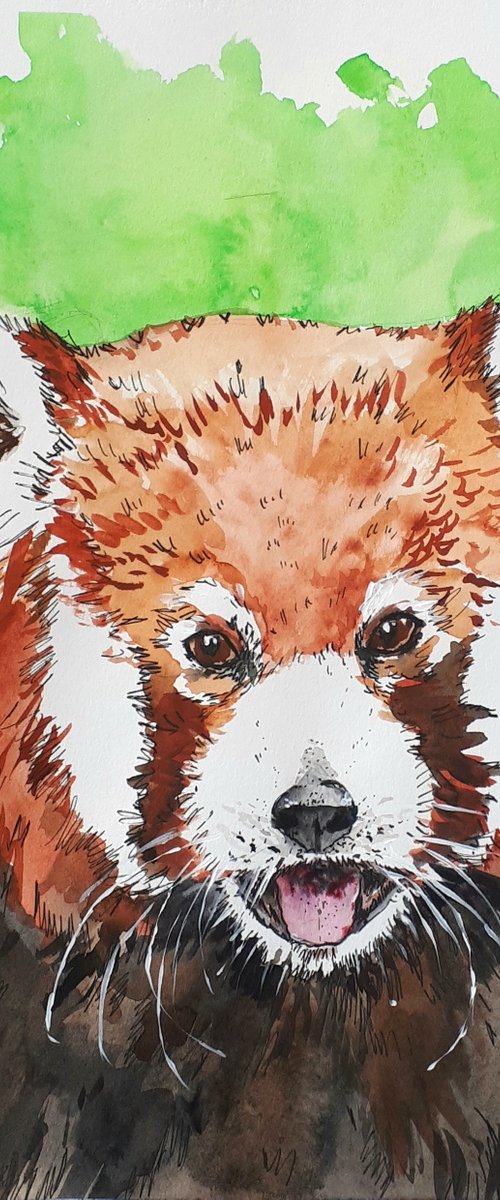 "Red Panda" by Marily Valkijainen