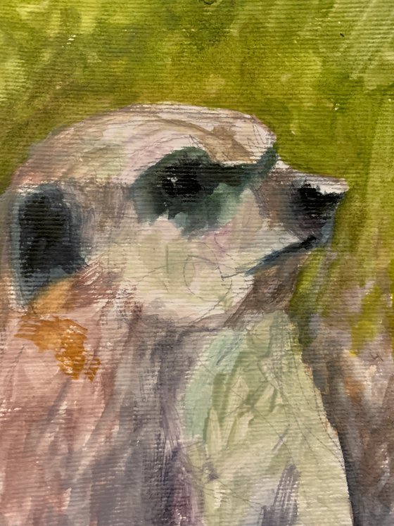 Meerkat