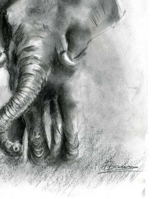 Elephant - Charcoal drawing