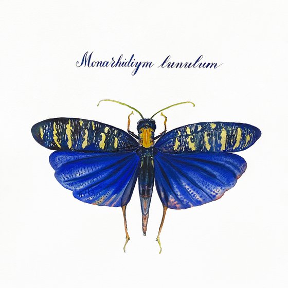 Monarchidium lunulum moth. Original watercolour artwork with calligraphic lettering.