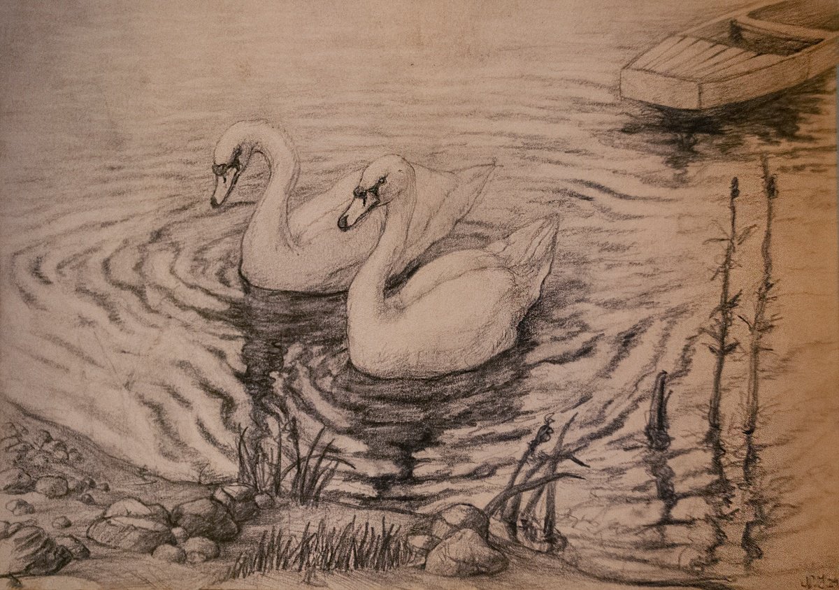 Photorealistic Animal Pencil Drawing By Nikola Ivanovic, 8 X 6", A Swan Couple, Original Artwork