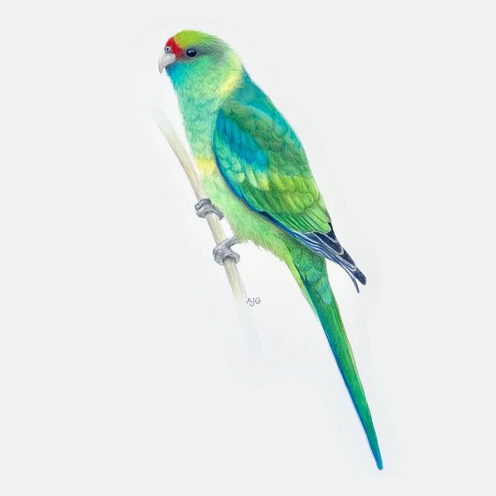 Mallee Parrot