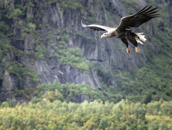 THE EAGLE ATTACK