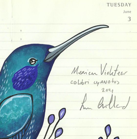 Birds of North America: Mexican Violetear