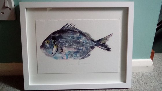 Sea Bream Fish Watercolour