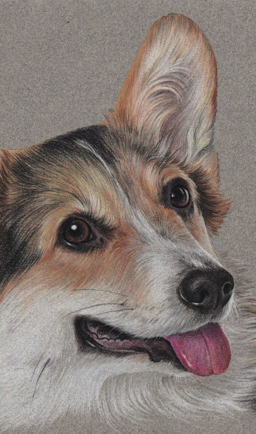 Pastel drawn Welsh Corgi Pembroke portrait by Olga Tsvetkova