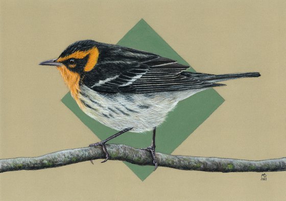 Original pastel drawing bird "Blackburnian warbler"