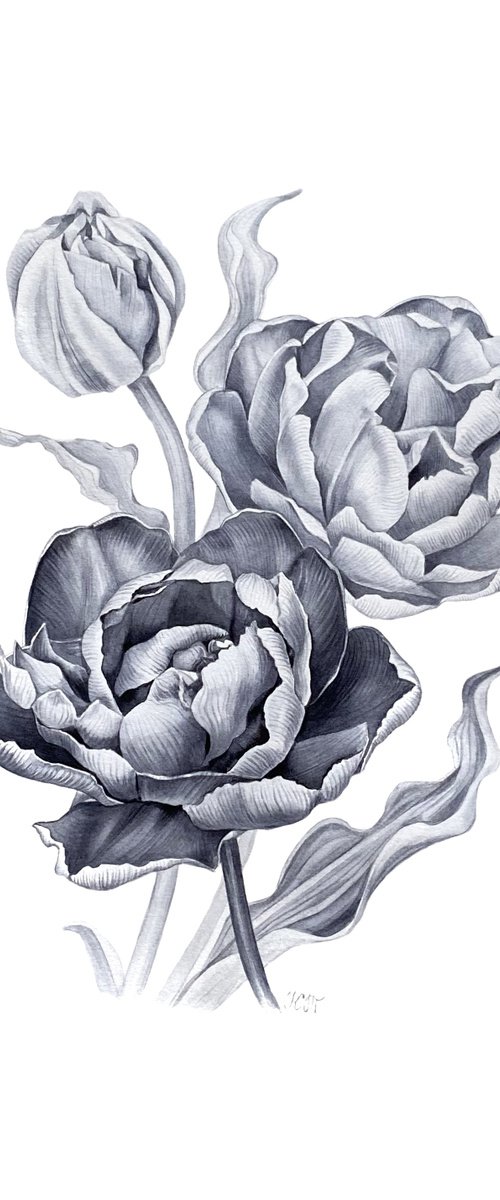 Tulipa ‘Blue Diamond’ botanical drawing by Ksenia Tikhomirova