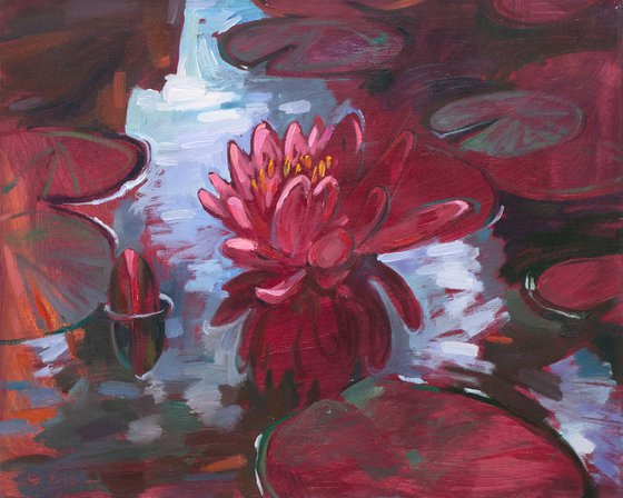 Red waterlily