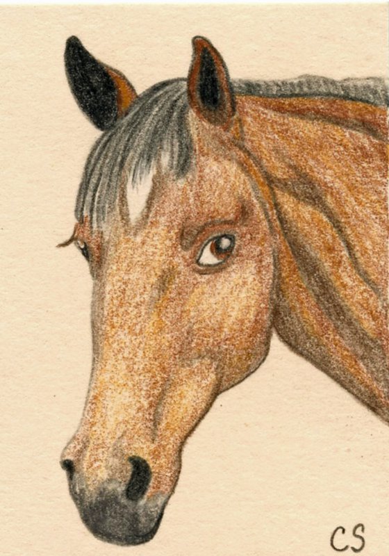 ACEO ATC Original Miniature Drawing Pony Pet Horse Art-Carla Smale