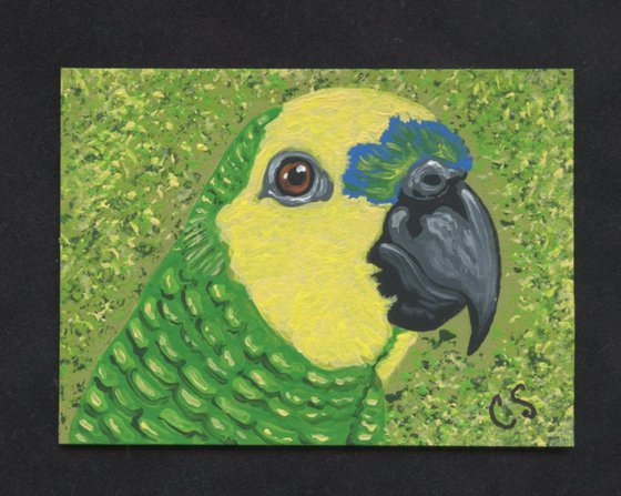 ACEO ATC Original Painting Blue Front Amazon Parrot Bird Art-Carla Smale