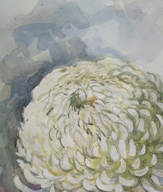 Chrysanthemum Watercolor