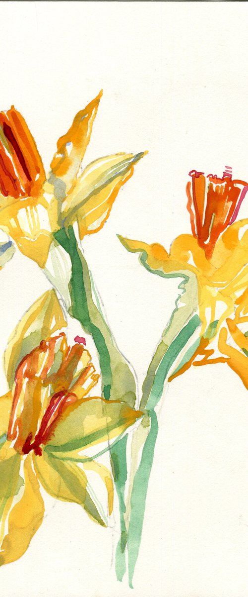 Daffodils by Hannah Clark