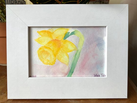 Daffodil 10