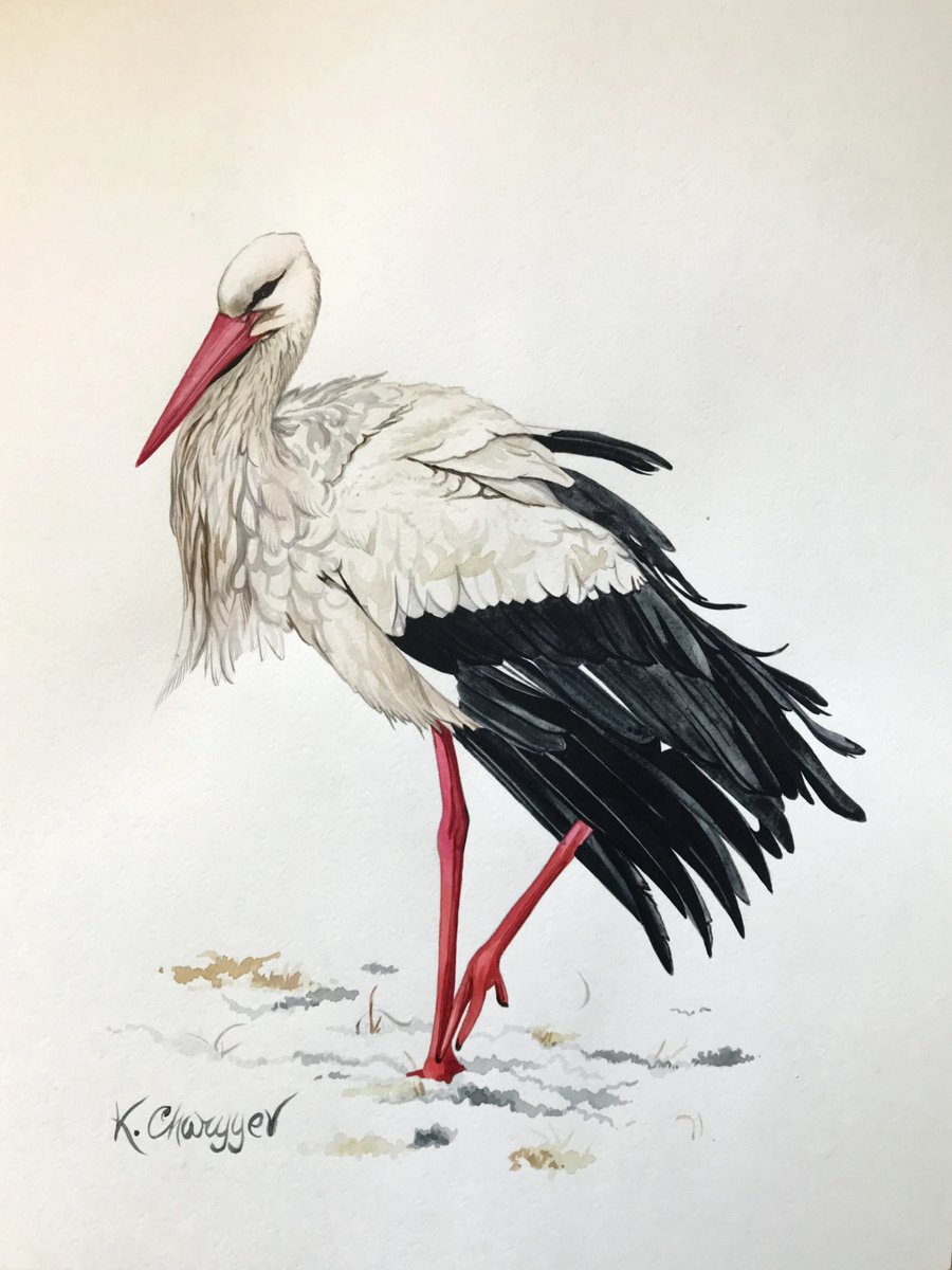 Stork from the collection Watercolor birds by Kakajan Charyyev