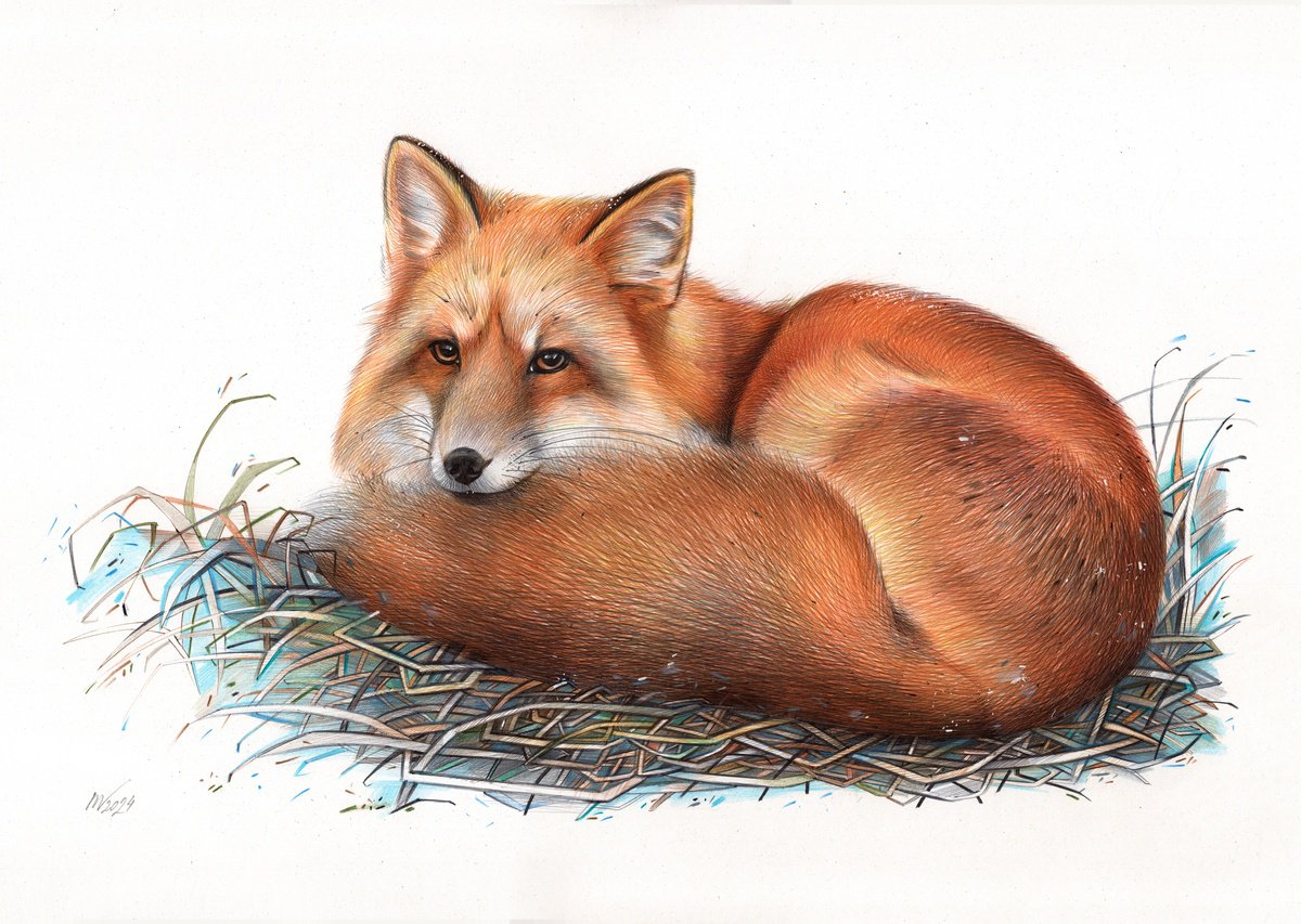 Photorealistic Animal Drawing By Daria Maier, 20 X 14, Red Fox, Original Artwork
