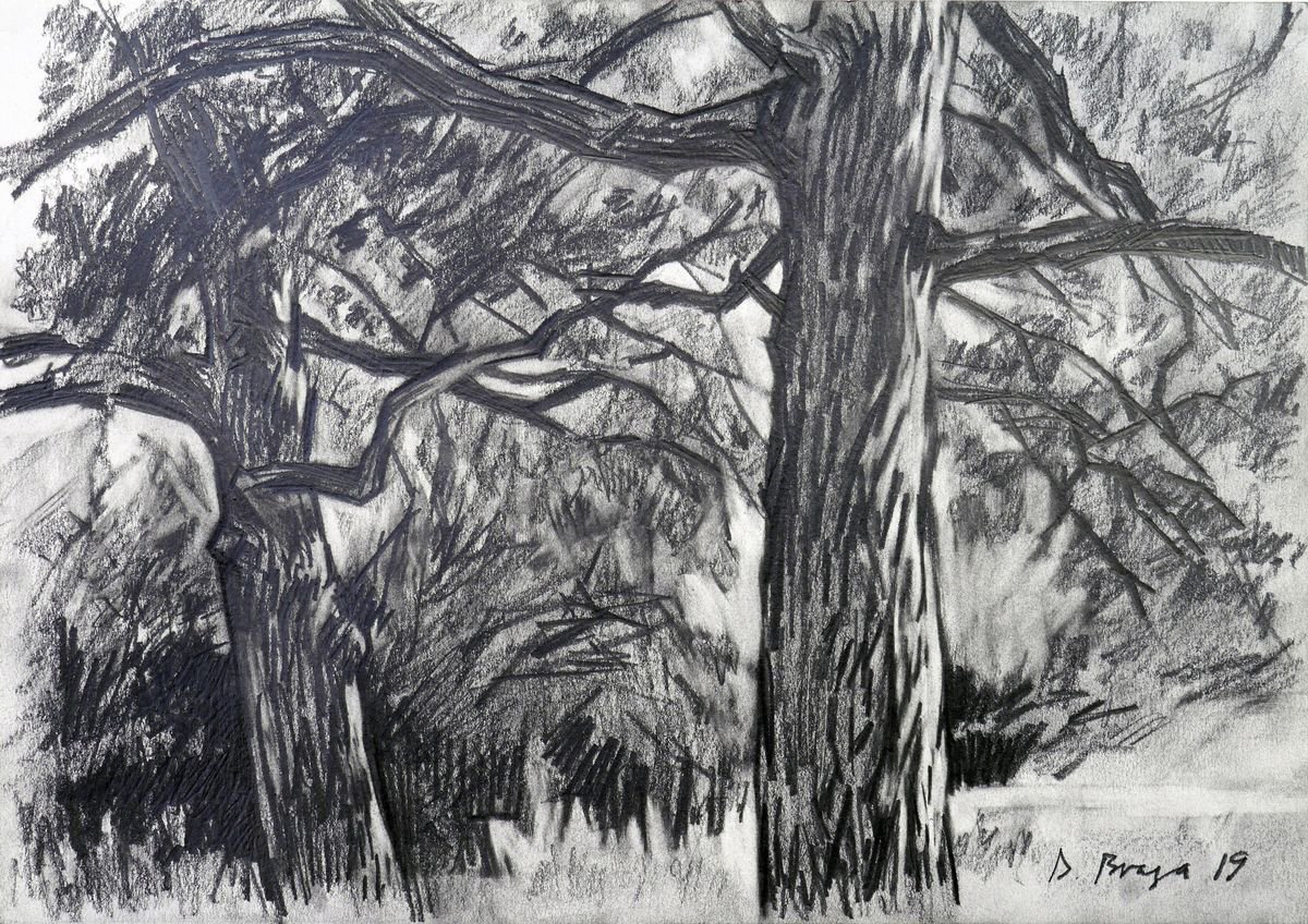 Graphic Landscape Pencil Drawing By Dima Braga, 12 X 8, Old Oaks ( Plein Air ), Original Artwork