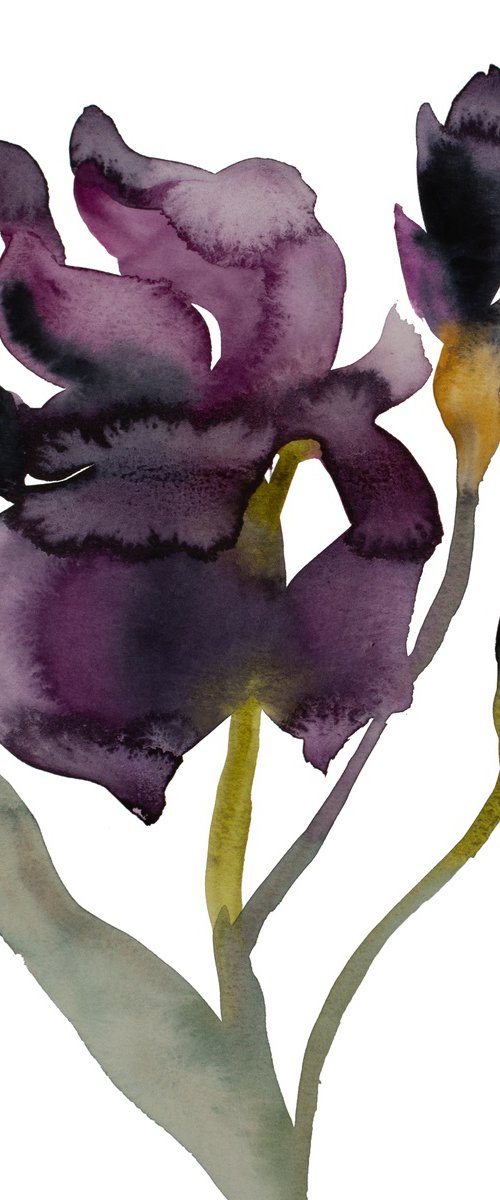 Iris No. 207 by Elizabeth Becker