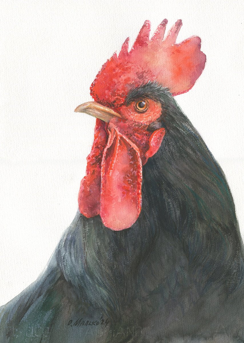 Big Boss. Rooster / ORIGINAL watercolor 11x14in (28x38cm) by Olha Malko