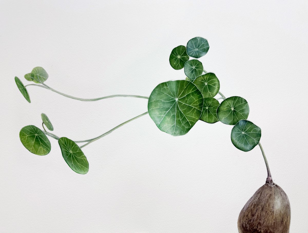 Plant - Stephania erecta - � (30x40 cm) original botanical artwork by Alisa Diakova
