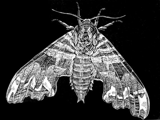 Mimas tiliae: The Lime Hawk Moth