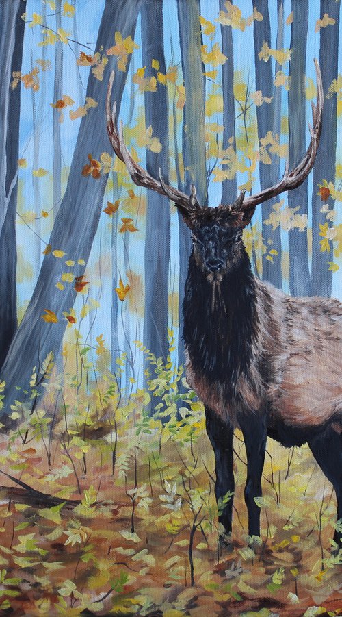 Animal - Wildlife - Elk - "Young Bull" by Katrina Case