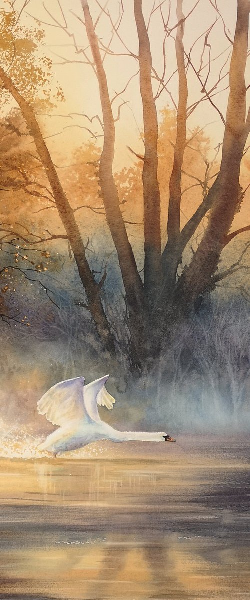 Swan at Dawn by Olga Beliaeva Watercolour