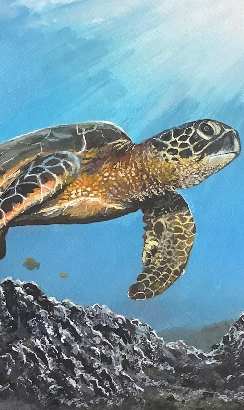 Sea Turtle by Darren Carey