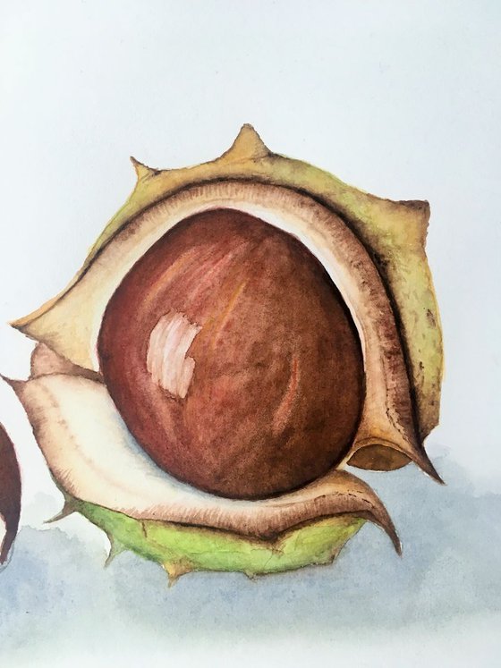 Conkers