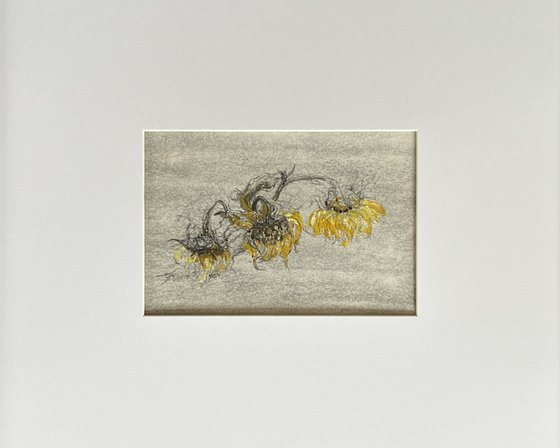 Faded Sunflowers
