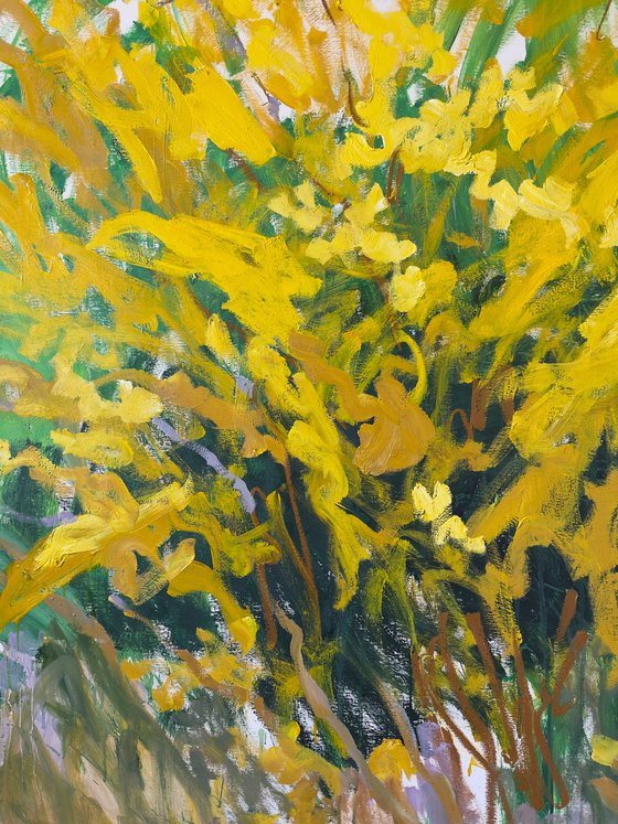 Forsythia in my garden.