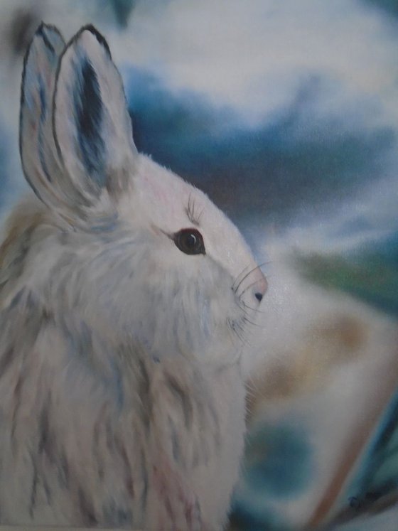 Little Rabbit :)