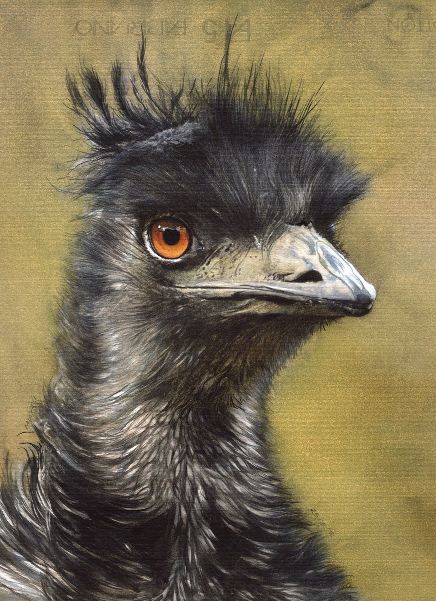 Photorealistic Watercolour , Bird Ccxxxi - Australian Emu By Reme Jr., 13 X 17, Artwork For Sale On Artfinder