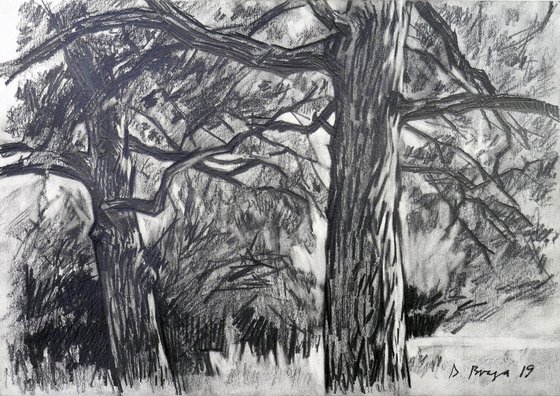 Old oaks ( plein air )