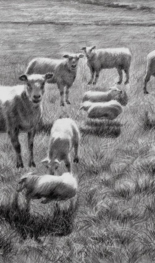 Counting Sheep – 26-05-25 by Corné Akkers