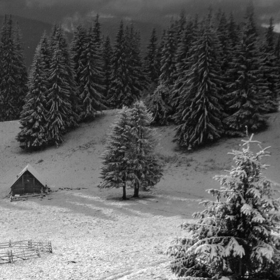 The first winter morning. B/W
